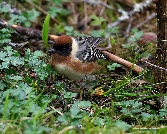 Bay-breasted Warbler 102