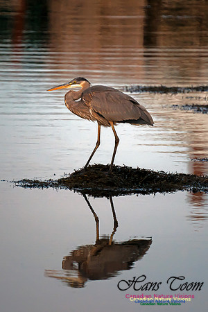 Great Blue Heron