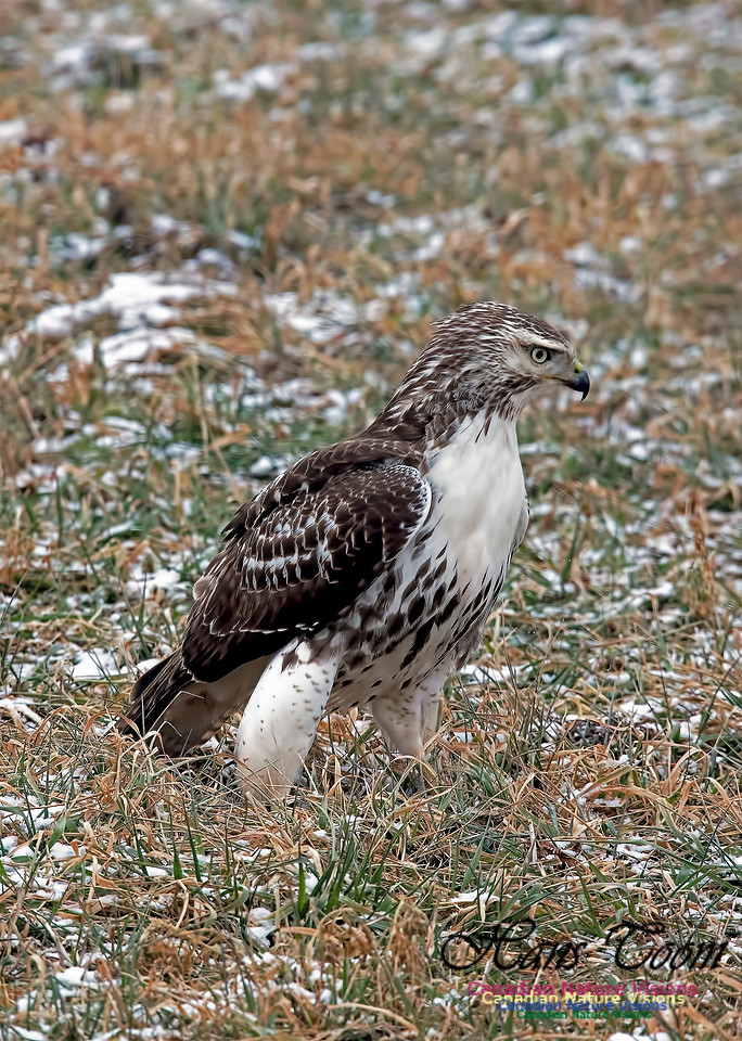 RedTailedHawk1001