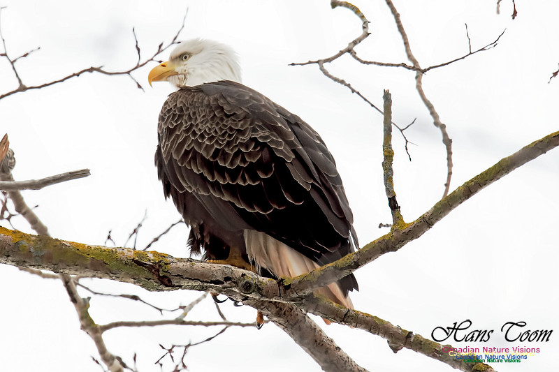 BaldEagle1000