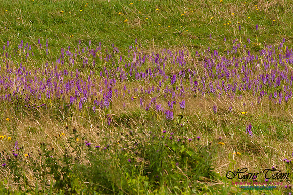 Large Purple Fringed Orchid