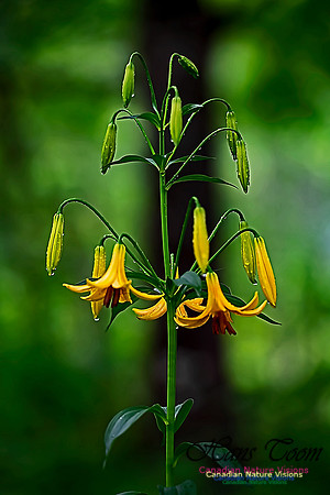 Canada Lily and Raindrops 2020 4