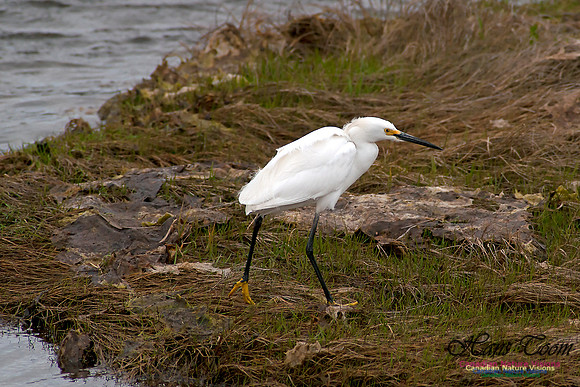 Snowy Egret
