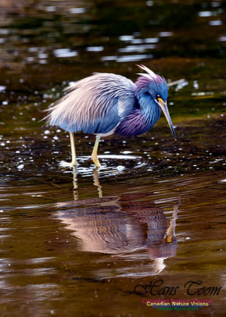 Tricoloured Heron 66