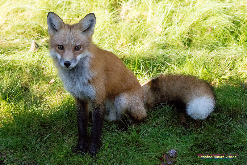 Red Fox