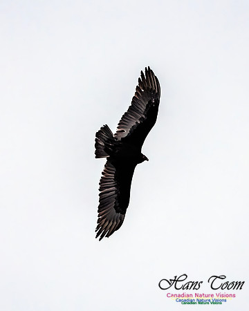 Turkey Vulture 109