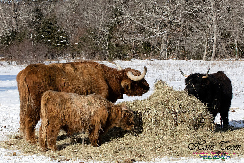 ScottishLonghorn1000
