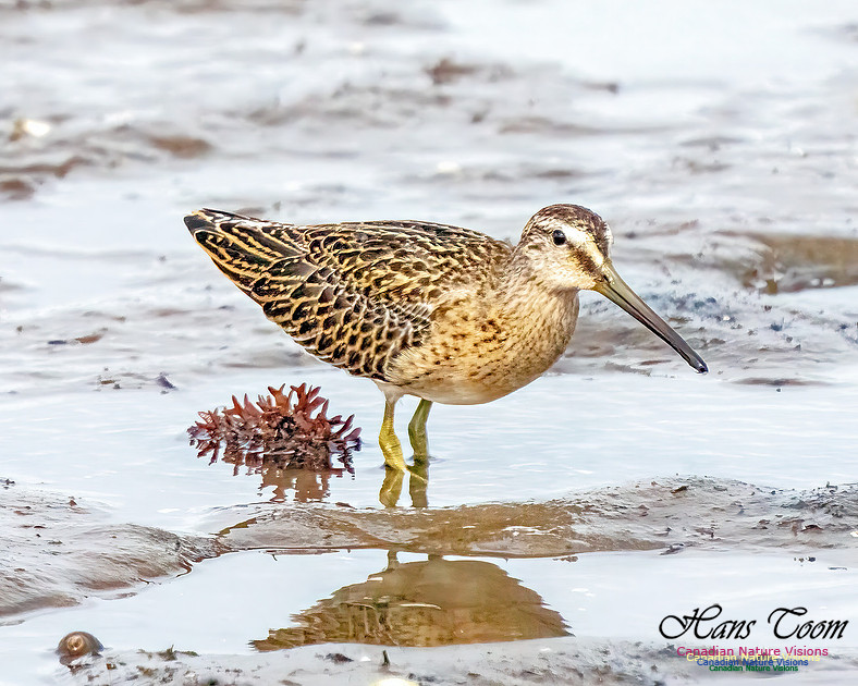 Short-billed Dowitcher 353