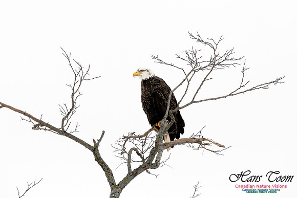 BaldEagle1001