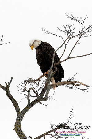 BaldEagle1002