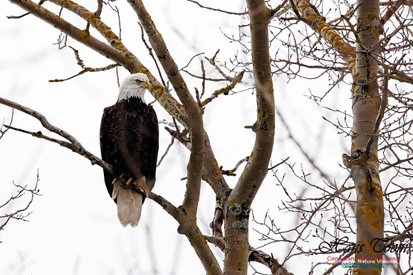 BaldEagle1005