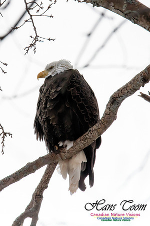 BaldEagle1004