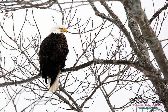 BaldEagle1006