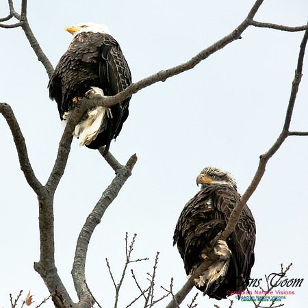 BaldEagle1007