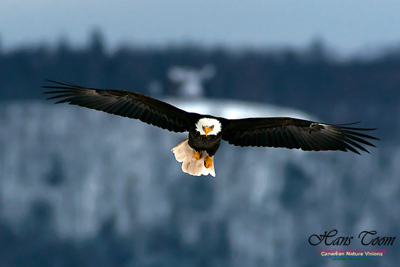 Bald Eagle