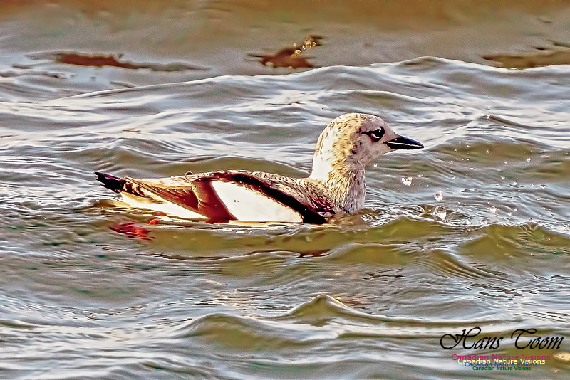 Black Guillemot 101