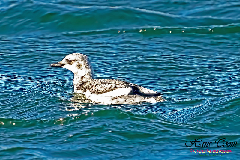 Black Guillemot 100