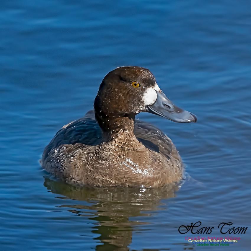 Lesser Scaup 103