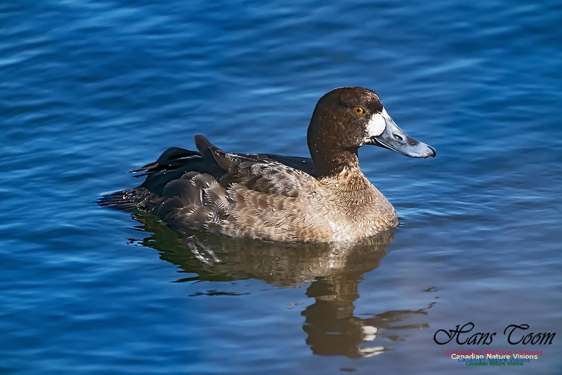 Lesser Scaup 105