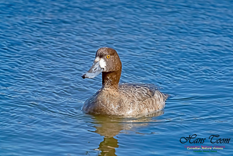 Lesser Scaup 100