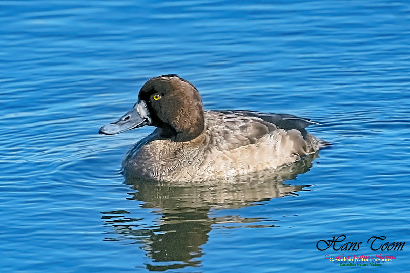 Lesser Scaup 104