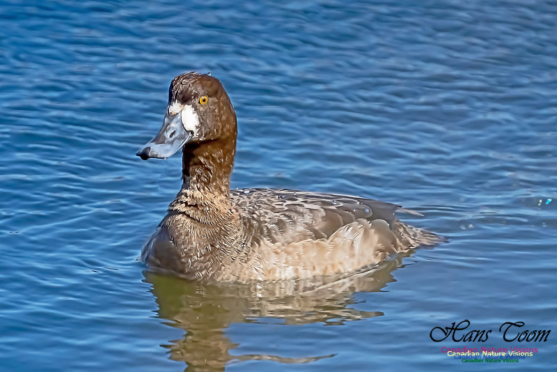 Lesser Scaup 101