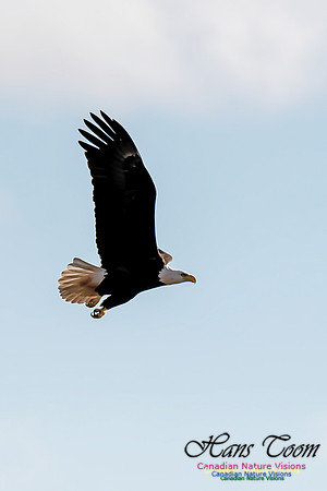 Bald Eagle
