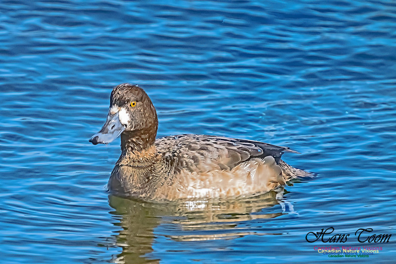 Lesser Scaup 102