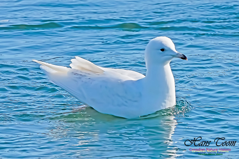 Iceland Gull 200