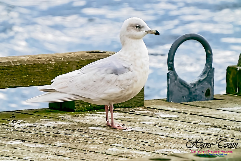 Iceland Gull 201