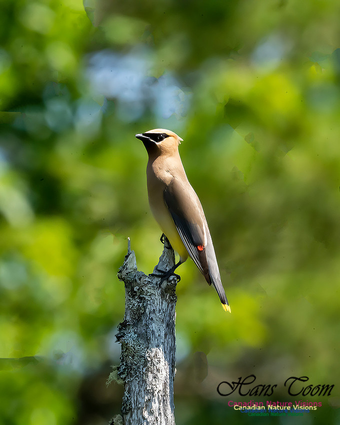 Cear Waxwing 111