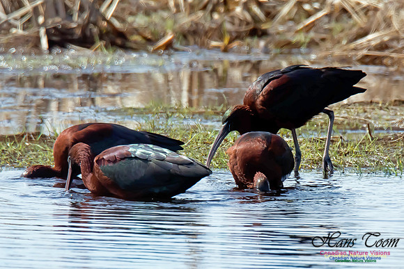 Glossy Ibis