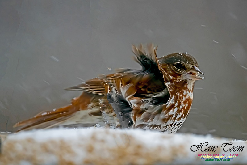 Fox Sparrow 108