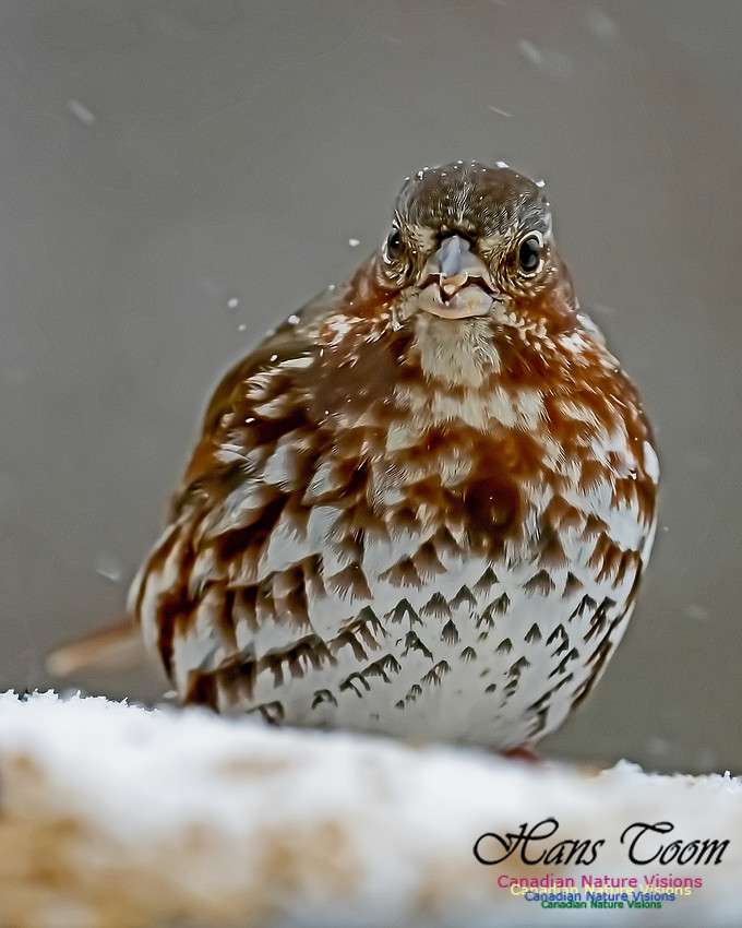 Fox Sparrow 106