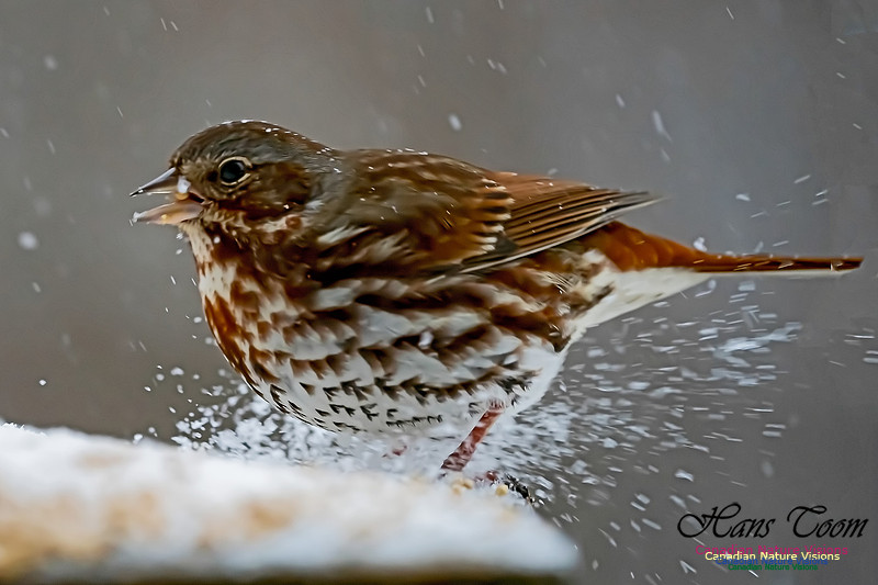 Fox Sparrow 105