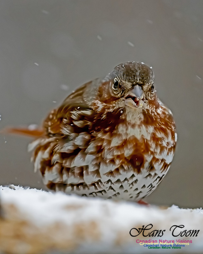 Fox Sparrow 107