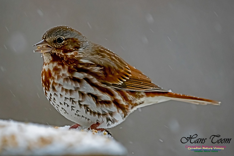 Fox Sparrow 104