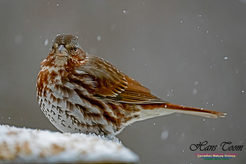 Fox Sparrow 100