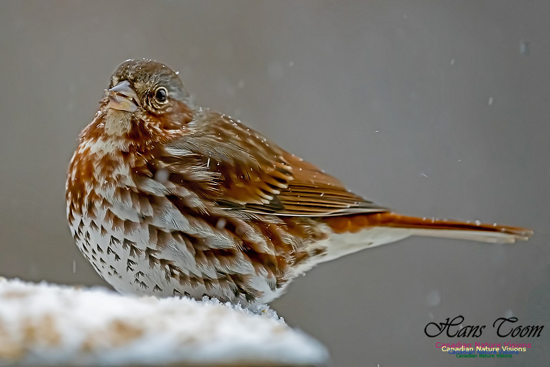 Fox Sparrow 101