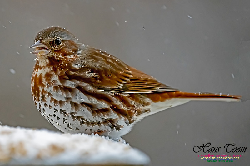 Fox Sparrow 102