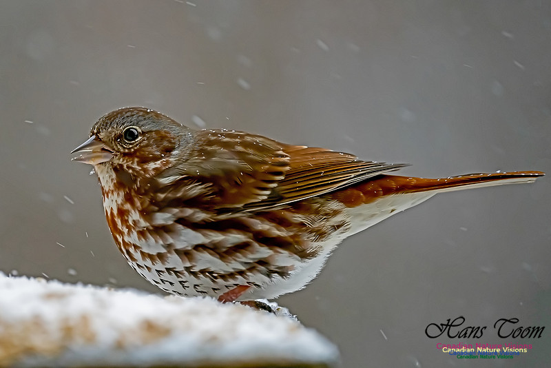 Fox Sparrow 103