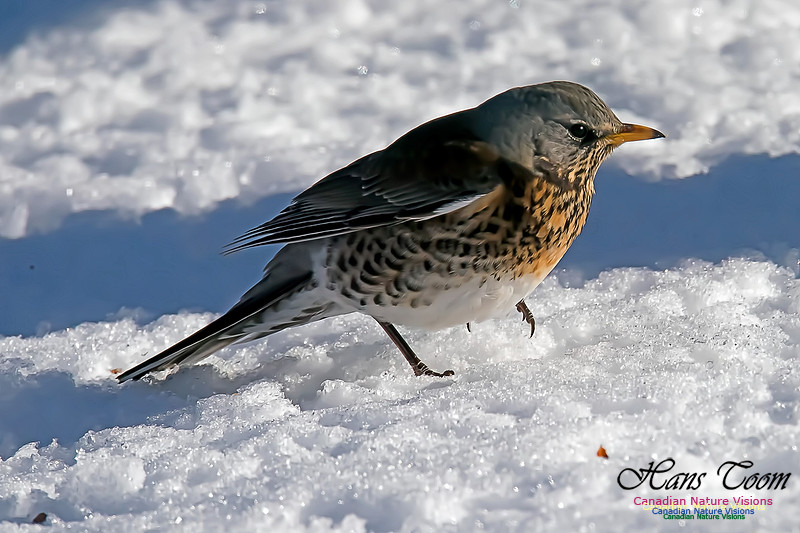 Fieldfare