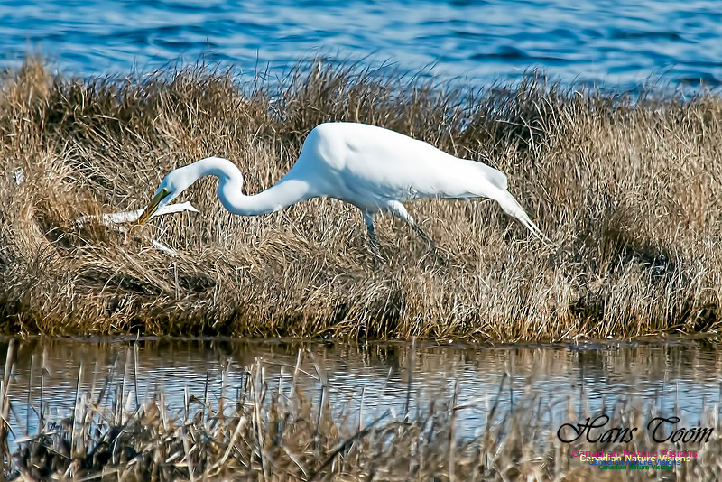 Great Egret