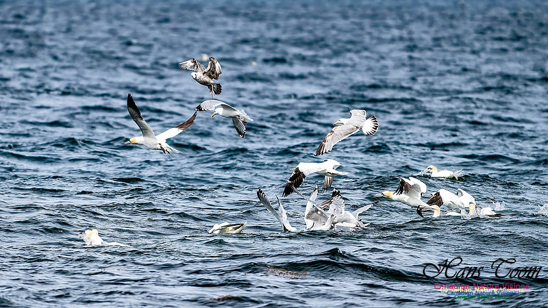 St. Vincent Whales and Gannets 128