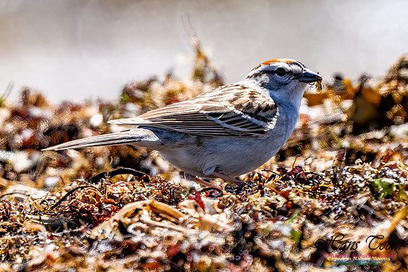 Chipping Sparrow 100
