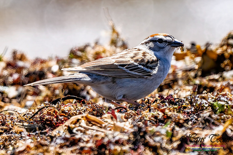 Chipping Sparrow 100