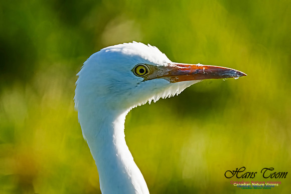 Cattle Egret 100