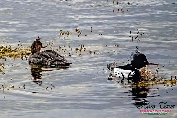 Red-breasted Merganser 400