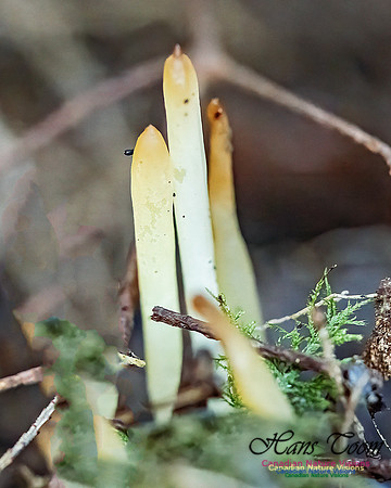 Fungus Walk In the Woodland 117
