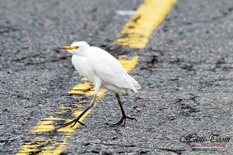 Cattle Egret